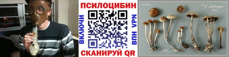 где купить   Перевоз  Псилоцибиновые грибы GOLDEN TEACHER 